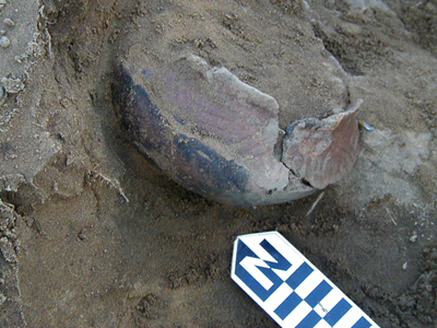Oneota vessel in situ in F25 at the Shorten site