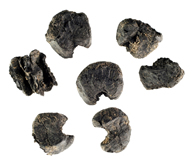 Burned maize kernels Burned maize kernels