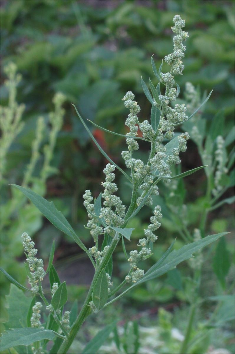 modern goosefoot plant