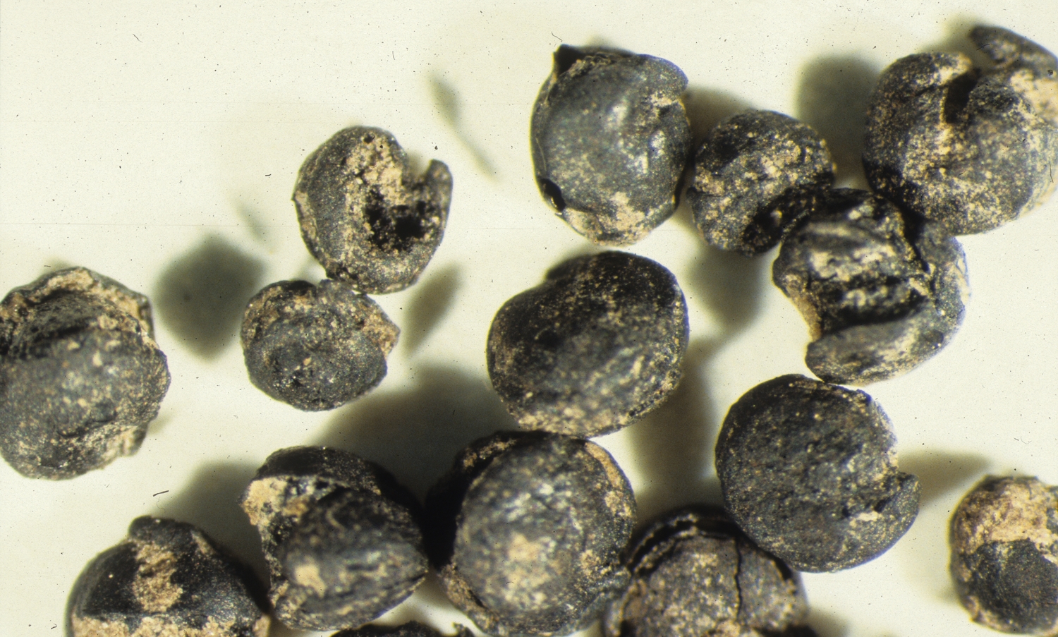 recovered goosefoot seeds