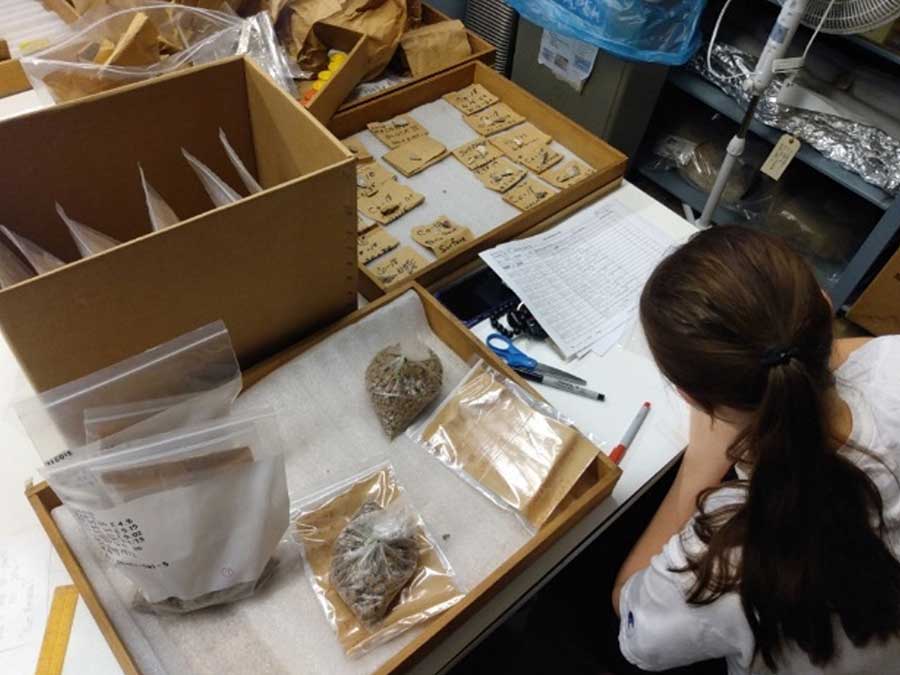 student rehousing collection into archival bags